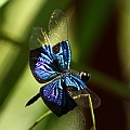 Rhyothemis resplendens (Jewel Flutterer) aournd the frog pond<br />Canon EOS 7D + EF70-200 F4L IS +EF1.4xII